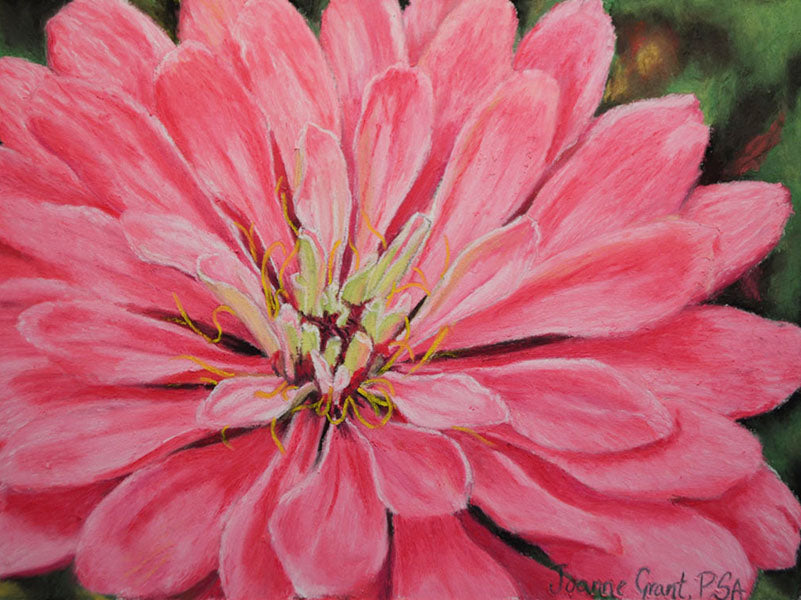 Lasting Affection is a pastel painting by joanne grant of a close up pink zinnia.  