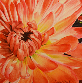 Chrysanthemum is a watercolor painting of a close up of an orange chrysanthemum flower by joanne grant.  It shows detail of the yellow centers of the petals as the petals turn orange at the ends.  It is very detailed in showing the colors and texture of the flower.